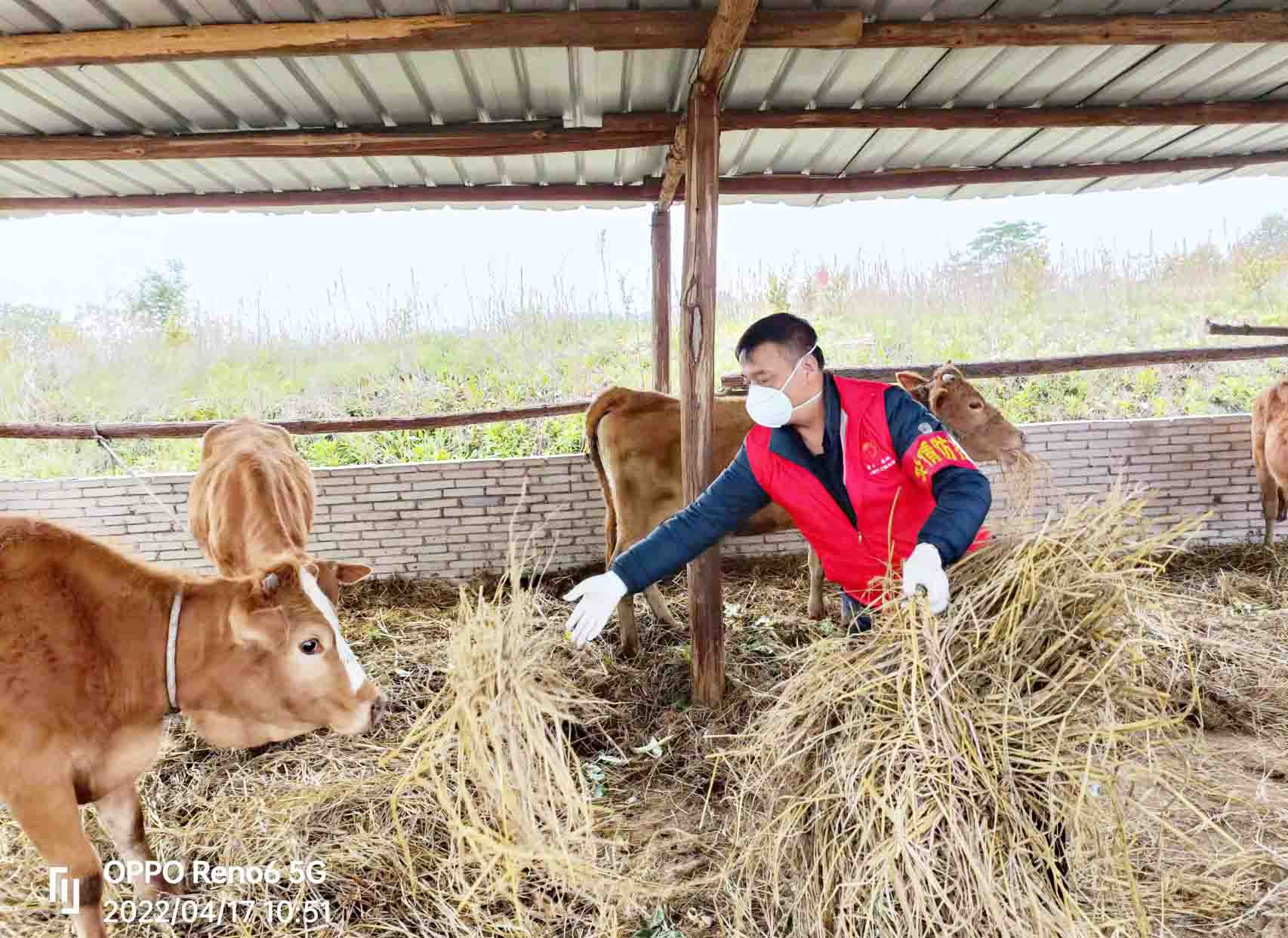 幫隔離群眾喂牛